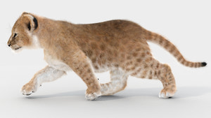 Lion cub 3D model walking on a white background Thumbnail