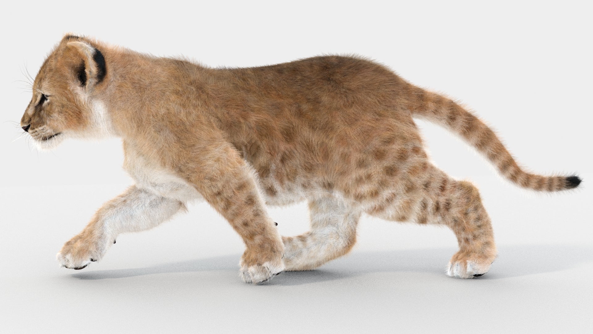 Animated Lion Cub 3D Models Fur | White and Natural Colors