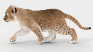 Animated Lion Cub 3D Models Fur | White and Natural Colors Thumbnail