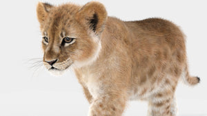 Baby lion 3D Model Animated with Fur Head close up Thumbnail