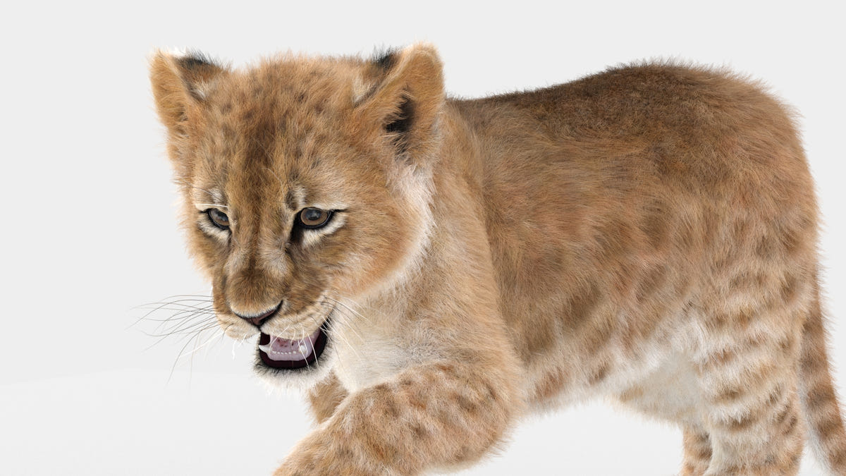 Animated Lion Cub 3D Models - Ornatrix / Hair and Fur | White and Natural Colors