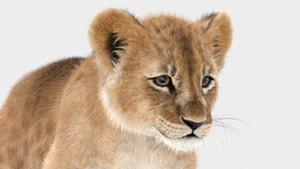 Realistic Baby lion 3D Model Animated with Fur Head close up Thumbnail