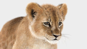 Animated Lion Cub 3D Models Fur | White and Natural Colors Thumbnail