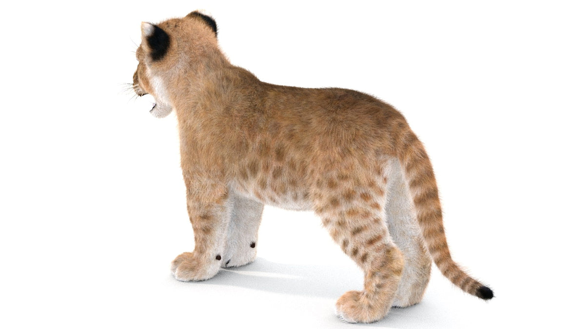 Realistic Lion Cub 3D Model with Fur for Download