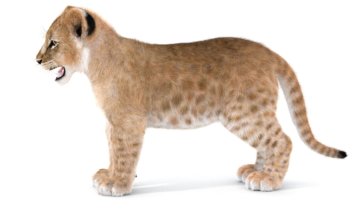 Realistic Lion Cub 3D Model with Fur for Download