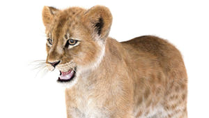 Realistic Lion Cub 3D Model with Fur for Download Thumbnail