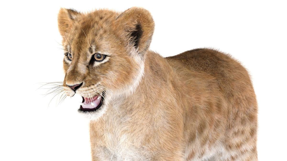 Realistic Lion Cub 3D Model with Fur for Download