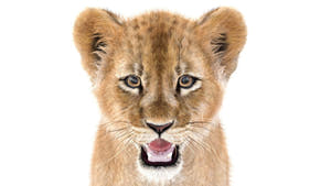 Realistic Lion Cub 3D Model with Fur for Download Head Close Up Shot Thumbnail