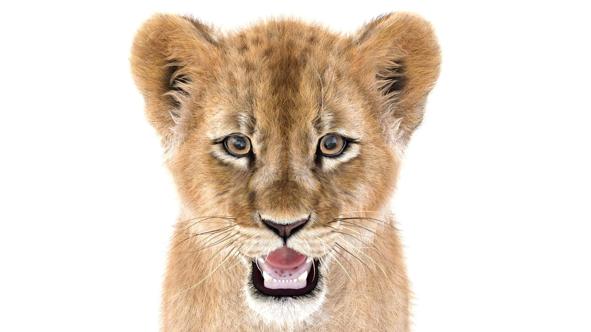 Realistic Lion Cub 3D Model with Fur for Download Head Close Up Shot