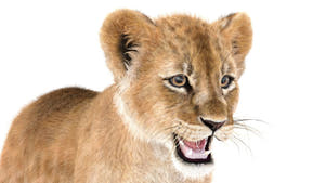 Realistic Lion Cub 3D Model with Fur for Download Thumbnail