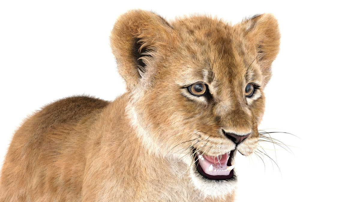 Realistic Lion Cub 3D Model with Fur for Download