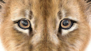 Realistic Lion Cub 3D Model with Fur for Download Thumbnail