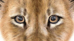 Realistic Lion Cub 3D Model with Fur for Download Thumbnail