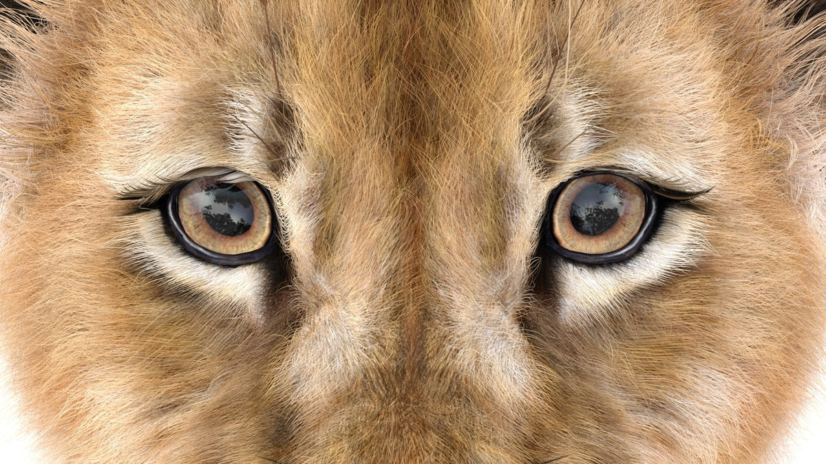 Realistic Lion Cub 3D Model with Fur for Download