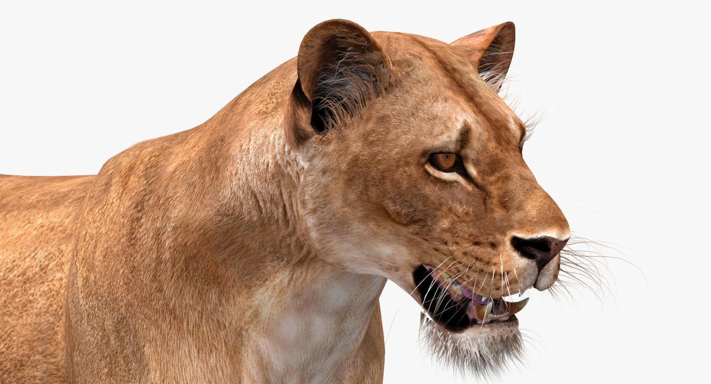 Big Cats 3D Model Animated