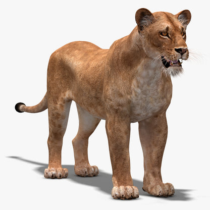 Big Cats 03 3D Model