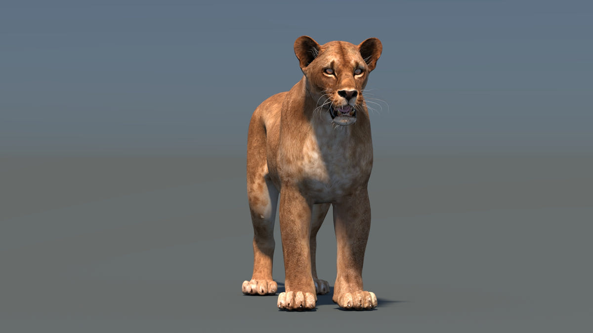 Lioness 3D Model Low-Poly and Game-Ready - 360 Degree View