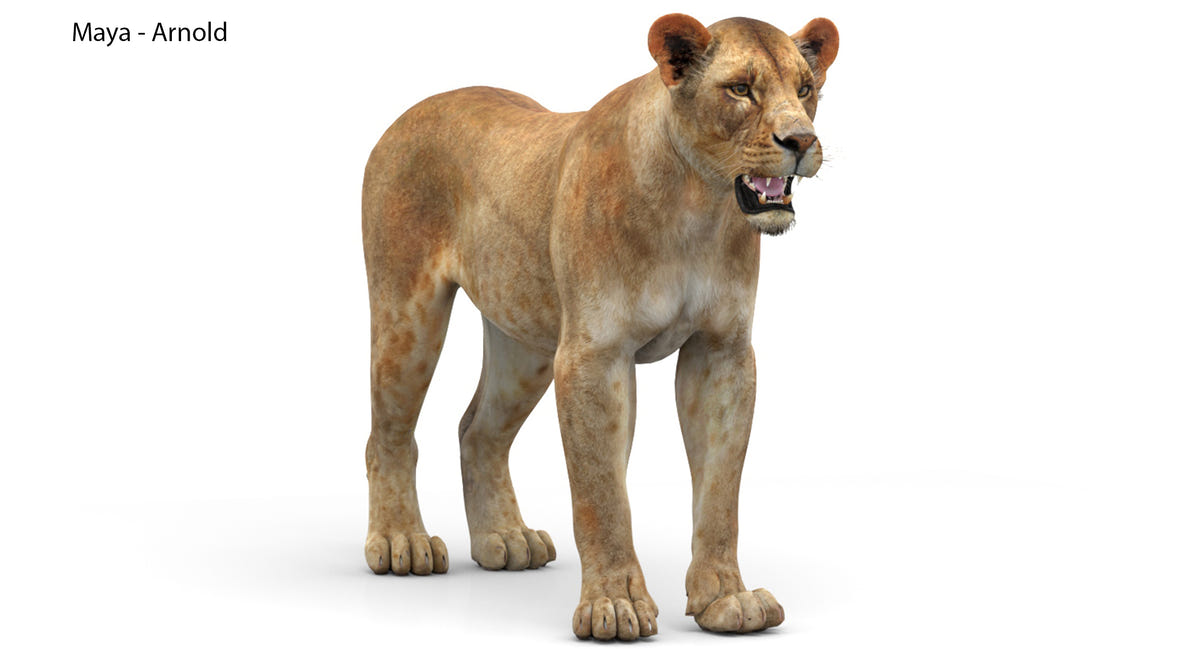 3D model of a lioness on a white background: Maya scene Arnold Renderer
