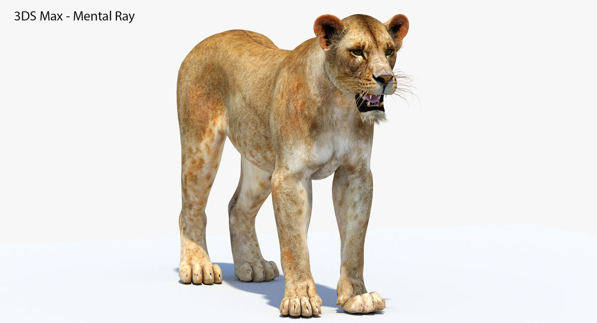 Realistic Lioness 3D Model: 3Ds max Scene Mental Ray