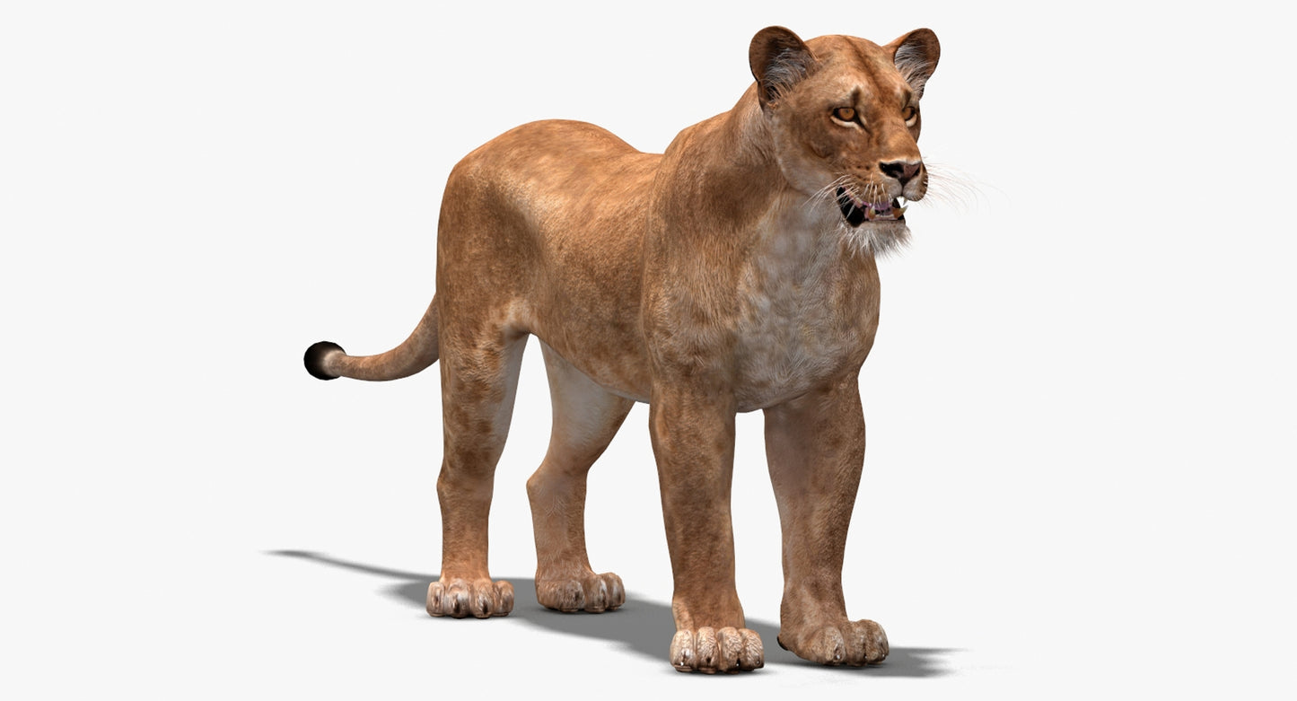 Big Cats 03 3D Model