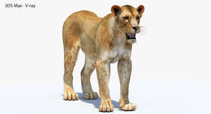 Realistic Lioness 3D Model - 3DS Max V-Ray Thumbnail
