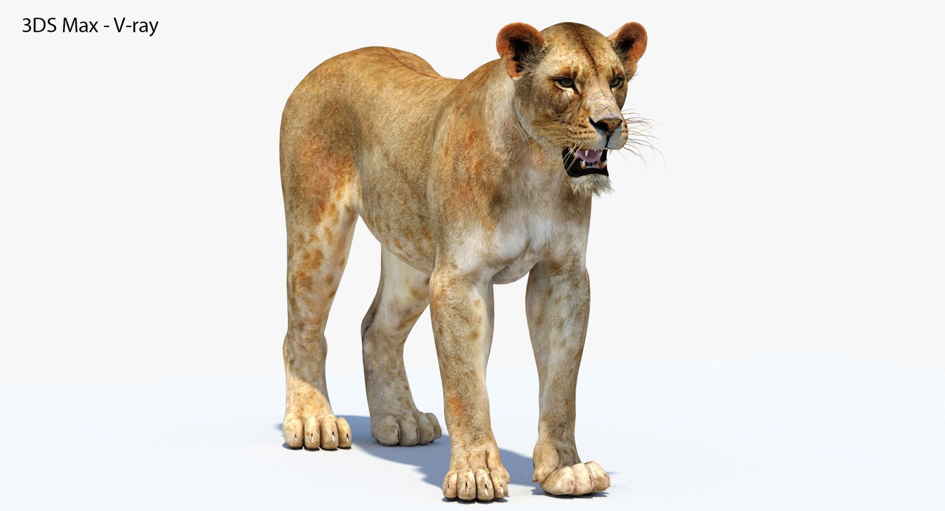 Realistic Lioness 3D Model - 3DS Max V-Ray