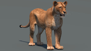 Realistic Lioness 3D Model for Game, VR, and CGI Thumbnail