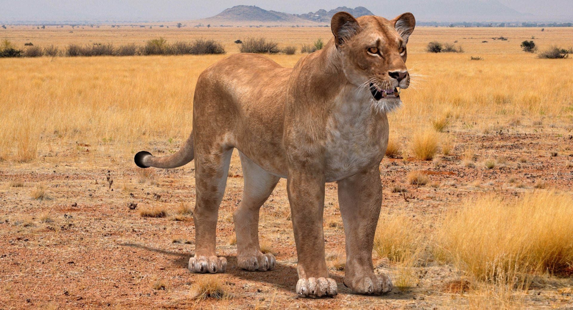 Realistic Lioness 3D Model for Game, VR, and CGI