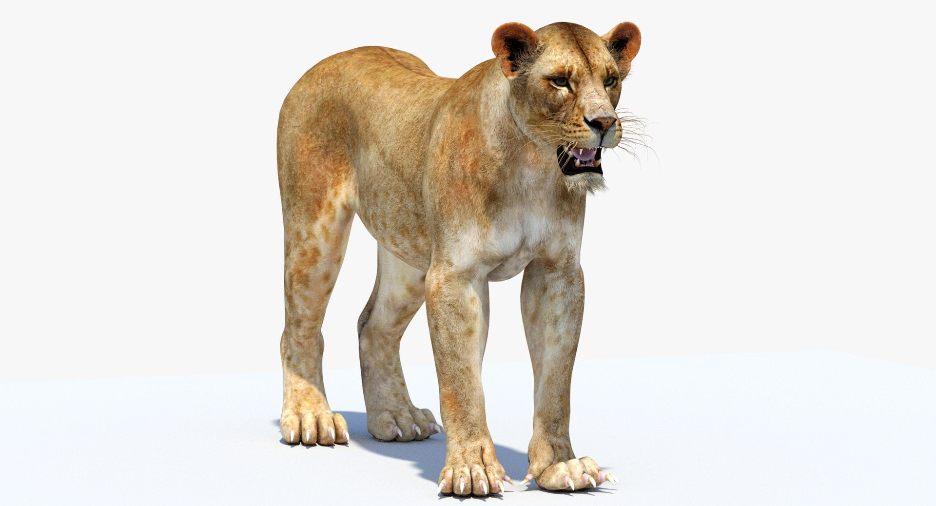 Realistic Lioness 3D Model - 3DS Max 