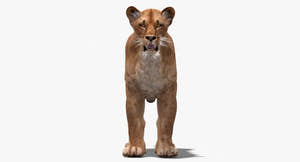 Big Cats 3D Model Thumbnail