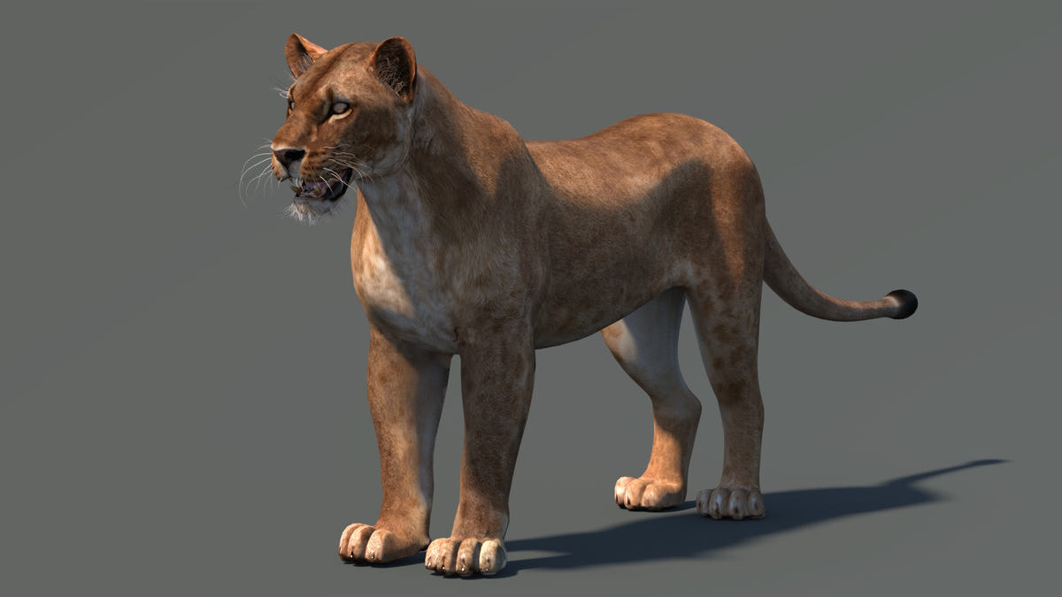 Realistic Lioness 3D Model for Game, VR, and CGI