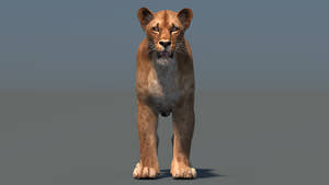 Realistic Lioness 3D Model for Game, VR, and CGI Thumbnail