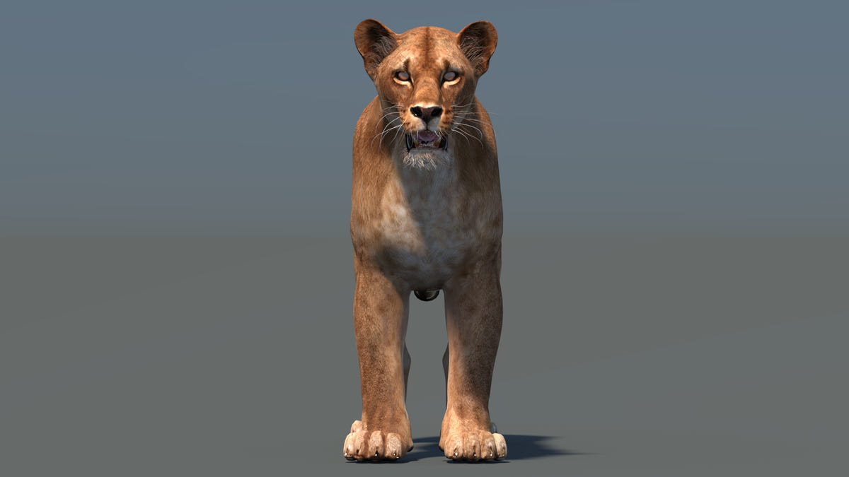 Realistic Lioness 3D Model for Game, VR, and CGI