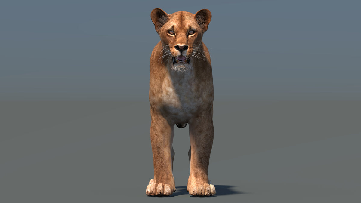 Realistic Lioness 3D Model for Game, VR, and CGI