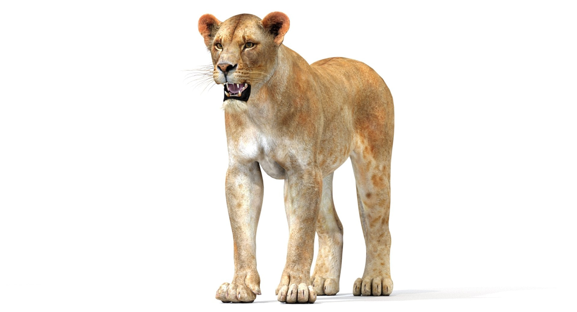 Realistic Lioness 3D Model Standing on a white background