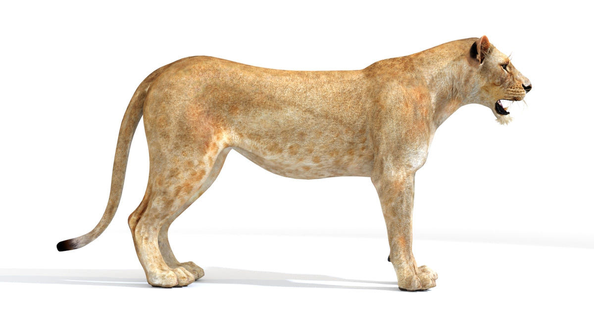 Realistic Lioness 3D Model for Download