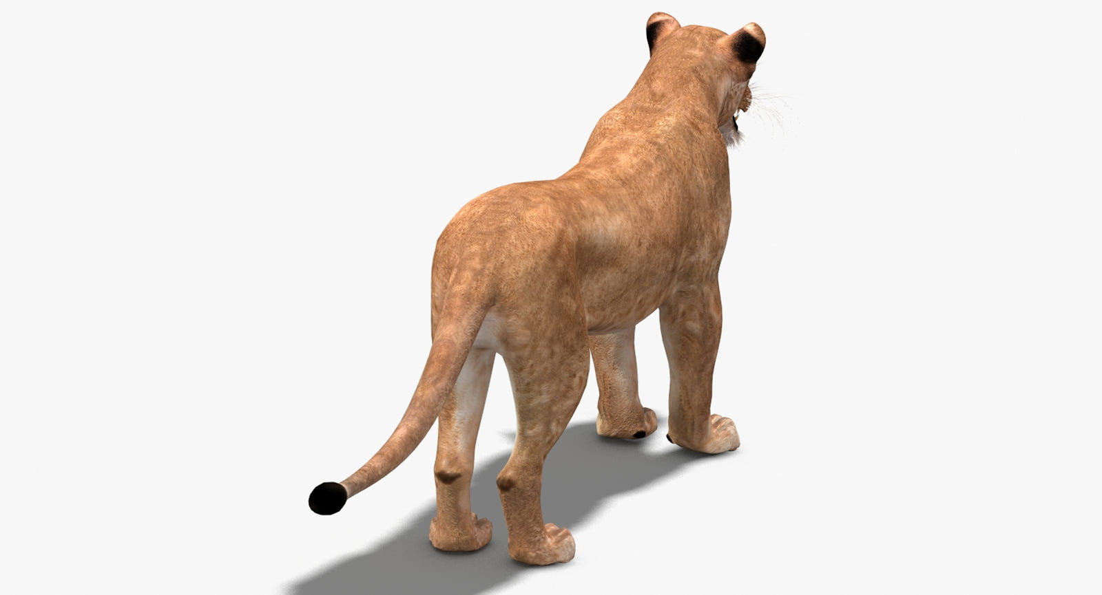 Realistic Lioness 3D Model for Download