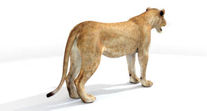 Realistic 3D Model of Lioness for Download Thumbnail