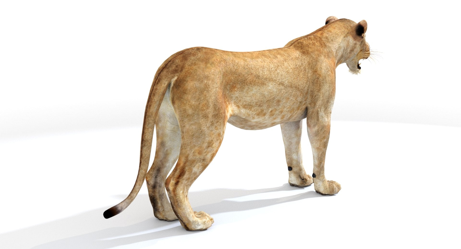 Lioness 3D Model Standing on a white background form the Back side