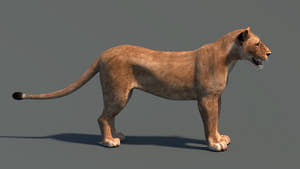 Realistic Lioness 3D Model for Game, VR, and CGI Thumbnail
