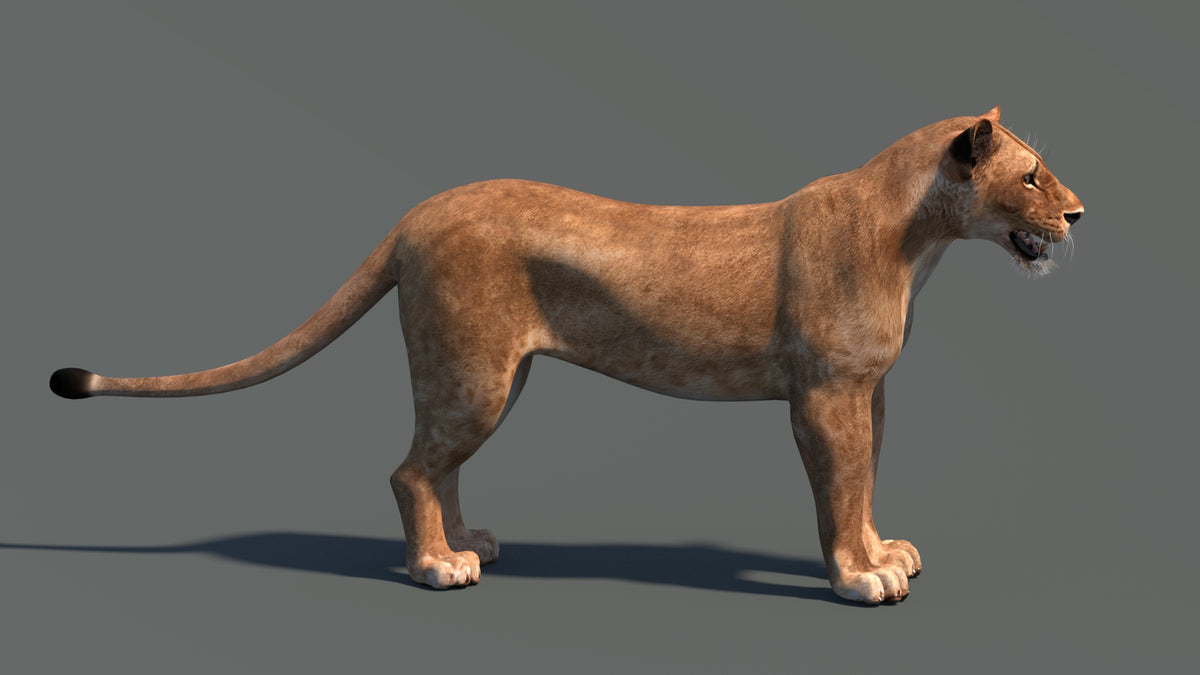 Realistic Lioness 3D Model for Game, VR, and CGI