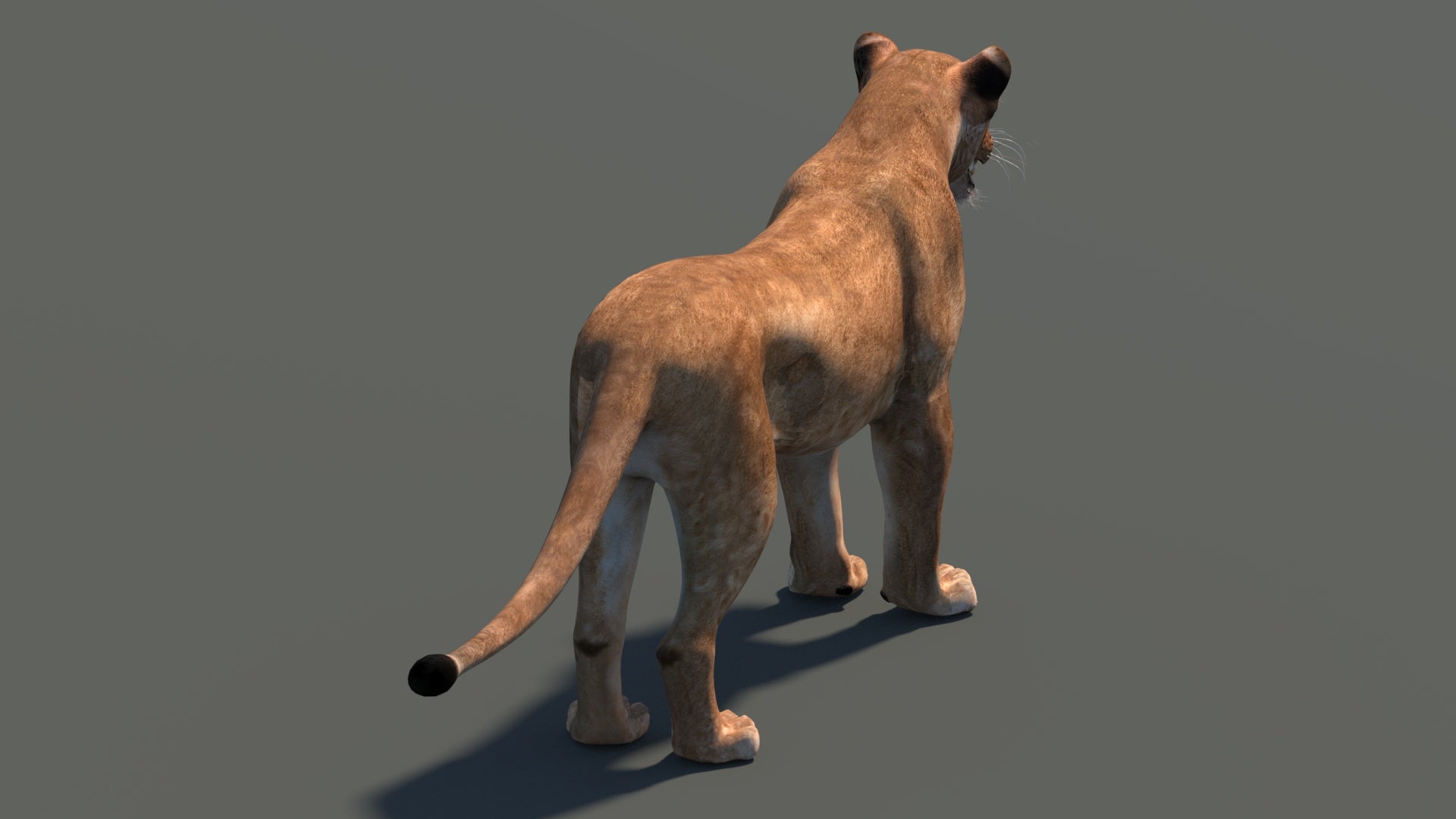 Realistic Lioness 3D Model for Game, VR, and CGI