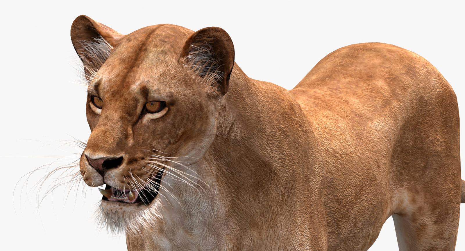 Realistic Lioness 3D Model for Download