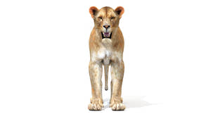 Realistic Lioness 3D Model Thumbnail