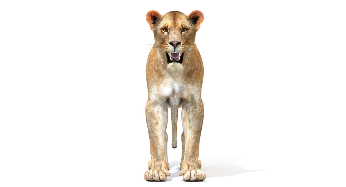 Realistic Lioness 3D Model