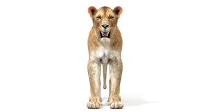 Realistic Lioness 3D Model Thumbnail