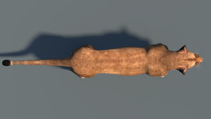 Realistic Lioness 3D Model for Game, VR, and CGI Top View Thumbnail