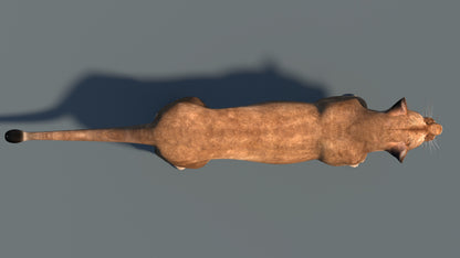 Lioness 3D Model