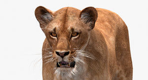 Realistic Lioness 3D Model for Download Thumbnail