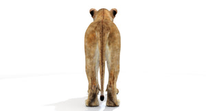 Realistic Lioness 3D Model - Back View Thumbnail